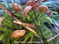 Gymnopus androsaceus-amf1268-1